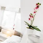 Apartments Neuss *